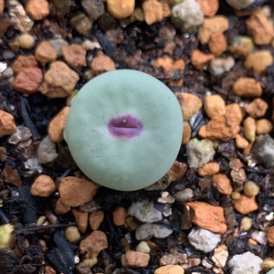 精品控养多肉肉锥小红嘴sub大型红嘴鸽子蛋肉锥灯泡拉登毛汉尼