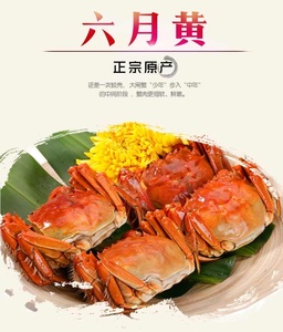 盘锦河蟹稻田蟹