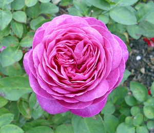 海蒂的花园月季花