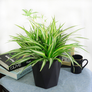 金边水培金心吊兰去甲醛多肉阳台小绿植办公室桌面室内盆栽北京