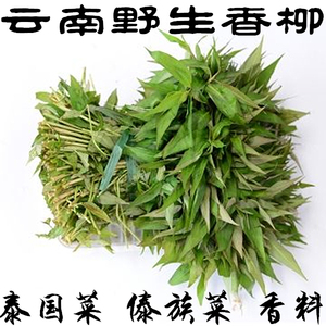 云南特产香料野生新鲜蔬菜香柳傣味泰国菜调味大小香菜野菜88包邮