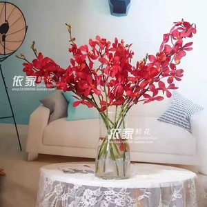 红色千代兰花泰国进口花材万代兰鲜花速递家用水养长花期一扎10支