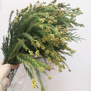 圣诞松材 天竺少女小果鲜花配叶材婚礼用鲜切枝养江浙沪皖2扎包邮