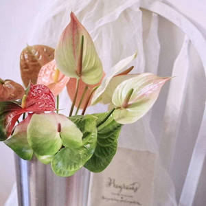 红绿粉掌 彩掌求婚春节鲜切花家用瓶插水养花卉圣诞节礼物一扎5支