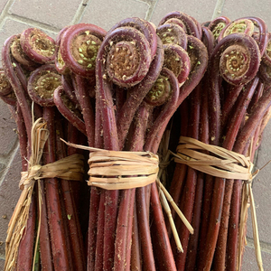 割勾广东新鲜野生蕨菜红蕨菜现摘野菜(非青蕨)2/3/4/5/10斤包邮