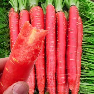 红色胡萝卜种子红皮红心散装四季夏播阳台水果萝卜盆栽蔬菜种孑籽