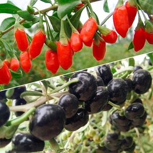 【枸杞孑】枸杞孑品牌,价格 - 阿里巴巴