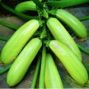 西葫芦种籽阳台盆栽高产春秋宝角瓜蔬菜种孑子苗四季大田夏季耐热