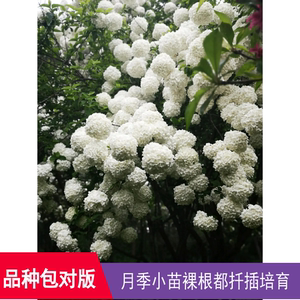 中华木本绣球斗球雪球荚蒾：中国原生种