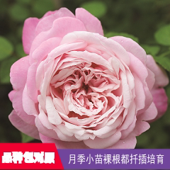 【初宴/宴会】红叶景园月季花卉绿植盆栽