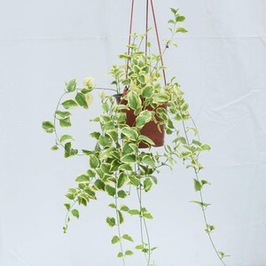 垂吊花叶蔓长春花四季常青耐寒可水培净化空气爬藤观叶吸甲醛