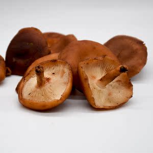 云南高黎贡山2022年正宗野生香菇干香杏菌子炖鸡炖肉囤货包邮