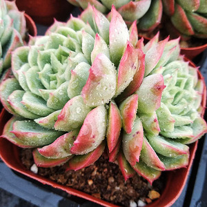 蔓语园艺酸橙辣椒 多肉 多头绿橙色多肉稀有进口肉肉清棚特惠盆栽