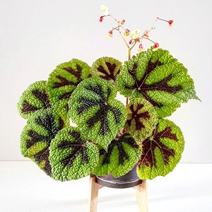 新品铁甲秋海棠花卉帝王秋海棠苗观叶 室内盆栽绿植