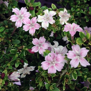 金边粉花六月雪小苗绿植花卉盆栽室内桌面庭院微型盆耐阴四季常青