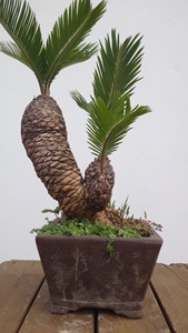 日本白鳞铁树盆景