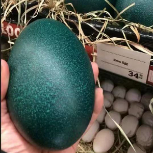 鸸鹋蛋蛋壳雕刻