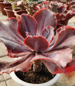 echeveria species有厚叶晚霞之称大型种多肉植物客厅吸甲醛茶几
