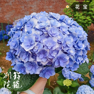 花宝 进口重瓣绣球花苗扦插苗新品 大花 易调蓝 直立性好