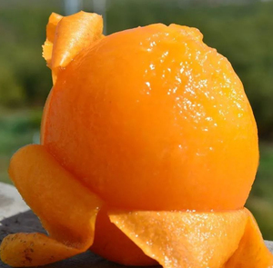 现摘塘栖枇杷大红袍枇杷4斤新鲜水果塘西枇杷塘栖pk云南蒙自枇杷