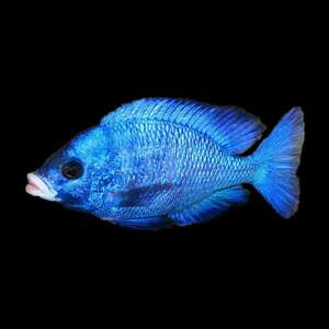 三湖慈鲷马鲷白嘴蓝宝石淡水热带观赏鱼