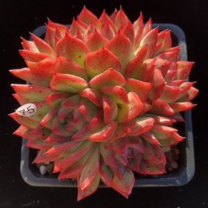 弗洛瑞安娜多肉植物一物一拍佛罗瑞安娜肉肉自然群12.9【心姑娘】