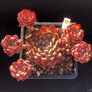 灵隐多肉植物大群生红黑边墨西哥花月夜精品老桩一物一拍 实拍