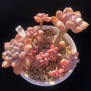 白鹭多肉植物整群无砍多肉老桩短肥美人系粉透色一物一拍新品