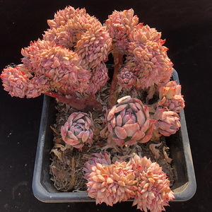 火焰杯蓝安娜多肉植物秋宴缀化月影系一物一拍 2月3日【心姑娘】