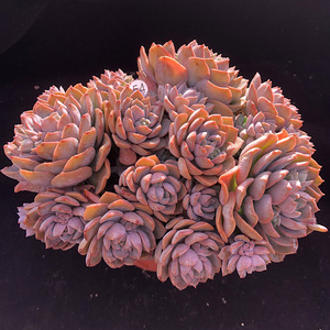 紫卡多肉植物 紫咔肉肉大群生 整桩一物一拍1月10日拍【心姑娘】