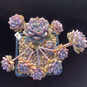 粉布偶多肉植物整桩无砍老桩群生粉色小叶好养控养一物一拍4.29新