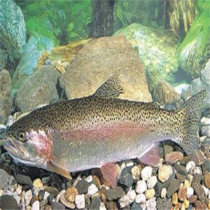 金鳟鱼虹鳟鱼活体鱼苗淡水凶猛冷水鱼包邮观赏鱼稀有鱼淡水三文鱼