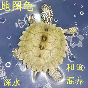 活泼深水地图苗招财网红龟鱼缸混养乌龟小宠物活体观赏吃菜龟长寿