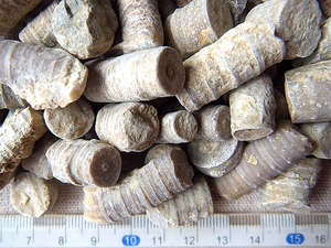 天然小号海百合茎化石家居摆件海洋生物化石科普标本7777随机发货