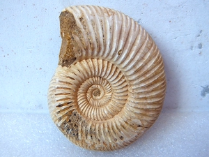 巴甫洛夫菊石化石原石抛光摆放石材动物复古朋友海洋生物标本7777