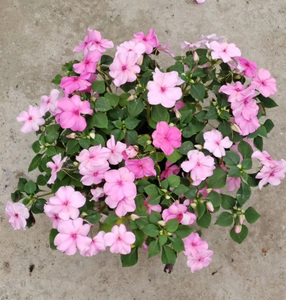 进口非洲洋凤仙花苗盆栽精灵xp系列室外阳台绿化爆盆开花机器花卉