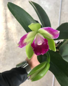 兰花洋兰卡特兰绿精灵 进口植物 开花好看带花苞绿天使办公桌花卉