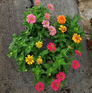 花园百日草盆栽花苗带花混色百日菊四季开花易活庭院阳台绿化时花