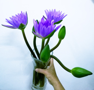 鲜花包邮广州花市内直送 睡莲蓝莲花鲜插花家用包邮一周一花