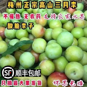 大果三月李子青脆李孕妇新鲜当季现摘水果三华李2011巫玉梅衣阁26