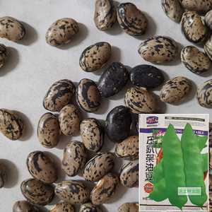 油豆角种子压趴架东北油豆蔬菜种子好吃扁宽肉厚沃土种业园长春