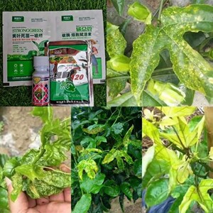 百香果专用药叶面肥百香果黄叶卷叶花叶皱叶各种生理病害配套喷雾
