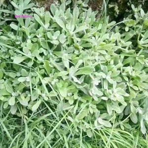 原生野生鼠曲草棉籽菜清明草做清明团子水牛花新鲜捻子菜现摘现发