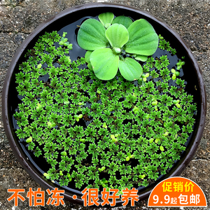 野生满江红100g包邮 三角藻红浮飘草无根水浮漂中药材6人付款39