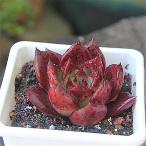 多肉植物红骑士单头正版美物罗宾系杂交全状态萌系绿植桌面创意