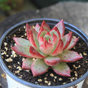 多肉植物红檀单头正版美物罗宾系杂交全状态萌系桌面创意景天科