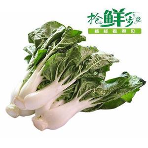 抢鲜一步新鲜蔬菜 奶白菜 小白菜 奶油白菜 500g 江浙沪三斤包邮
