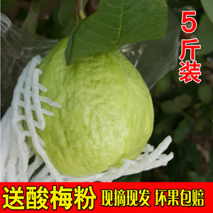 农家巴乐当季台湾珍珠芭乐白心番石榴5斤装整箱包邮广东新鲜水果