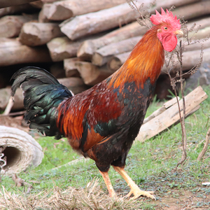 竹丝鸡-淘宝拼多多热销竹丝鸡货源拿货 - 阿里巴巴货源