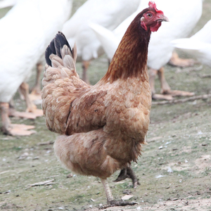 正宗兰溪农村散养土鸡杂粮喂养2年老母鸡草鸡月子鸡肉新鲜现杀1只